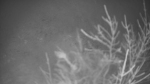 Bludný - Rajnochovice Troják - Bludný - Rajnochovice Troják  - 20.1.2025 v 23:00 Bludný - Rajnochovice Troják - Bludný - Rajnochovice Troják  - 20.1.2025 v 23:00