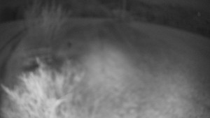 Bludný - Rajnochovice Troják - Bludný - Rajnochovice Troják - 4.4.2026 v 04:00 Bludný - Rajnochovice Troják - Bludný - Rajnochovice Troják - 4.4.2026 v 04:00