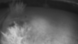 Bludný - Rajnochovice Troják - Bludný - Rajnochovice Troják - 4.4.2026 v 05:00 Bludný - Rajnochovice Troják - Bludný - Rajnochovice Troják - 4.4.2026 v 05:00