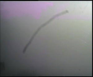 SkiAreál - Horský hotel Vsacký Cáb - Panorama z Vsackého Cábu - 12.12.2025 v 10:30 SkiAreál - Horský hotel Vsacký Cáb - Panorama z Vsackého Cábu - 12.12.2025 v 10:30