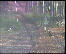 Nástup na běžecké tratě