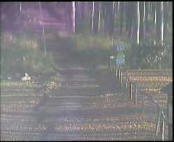 Nástup na běžecké tratě