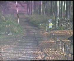 Nástup na běžecké tratě