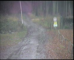 Nástup na běžecké tratě