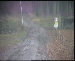 Nástup na běžecké tratě