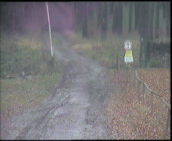 Nástup na běžecké tratě