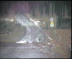 Nástup na běžecké tratě