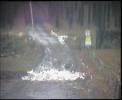 Nástup na běžecké tratě