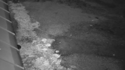 Nástup na běžecké tratě