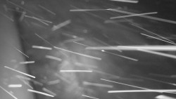 Nástup na běžecké tratě