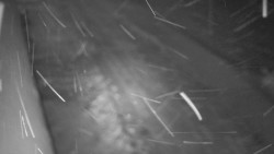 Nástup na běžecké tratě