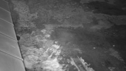 Nástup na běžecké tratě