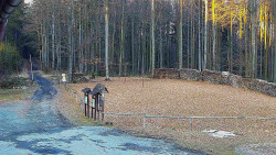 Nástup na běžecké tratě