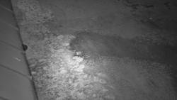 Nástup na běžecké tratě