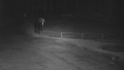 Nástup na běžecké tratě