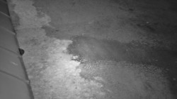 Nástup na běžecké tratě