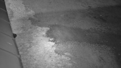 Nástup na běžecké tratě