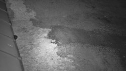 Nástup na běžecké tratě