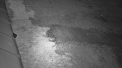 Nástup na běžecké tratě