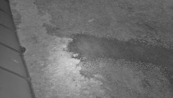 Nástup na běžecké tratě