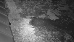 Nástup na běžecké tratě