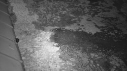 Nástup na běžecké tratě