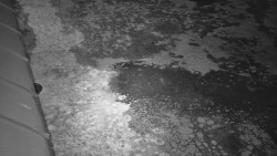 Nástup na běžecké tratě