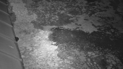 Nástup na běžecké tratě