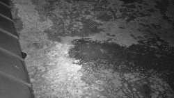 Nástup na běžecké tratě