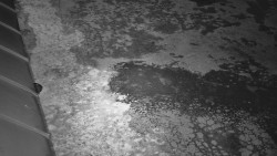 Nástup na běžecké tratě