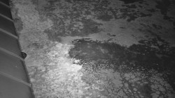 Nástup na běžecké tratě