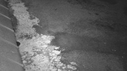 Nástup na běžecké tratě