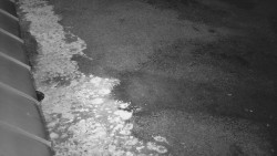 Nástup na běžecké tratě