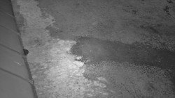 Nástup na běžecké tratě