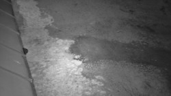 Nástup na běžecké tratě