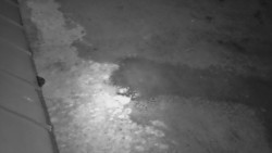 Nástup na běžecké tratě