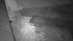 Nástup na běžecké tratě