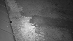 Nástup na běžecké tratě