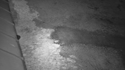 Nástup na běžecké tratě