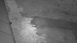 Nástup na běžecké tratě