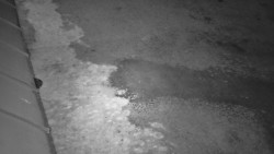 Nástup na běžecké tratě