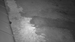 Nástup na běžecké tratě