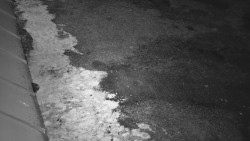 Nástup na běžecké tratě