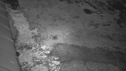 Nástup na běžecké tratě