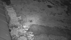 Nástup na běžecké tratě