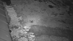 Nástup na běžecké tratě