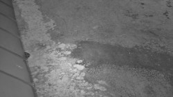 Nástup na běžecké tratě