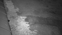 Nástup na běžecké tratě