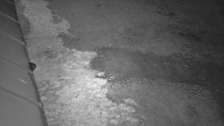 Nástup na běžecké tratě