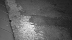 Nástup na běžecké tratě